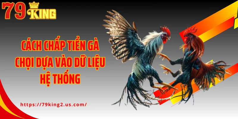 Cách chấp tiền gà chọi dựa vào dữ liệu hệ thống
