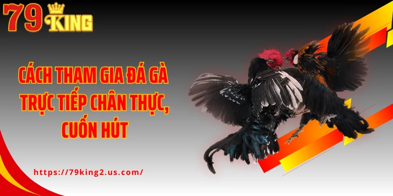 Cách tham gia đá gà trực tiếp chân thực, cuốn hút