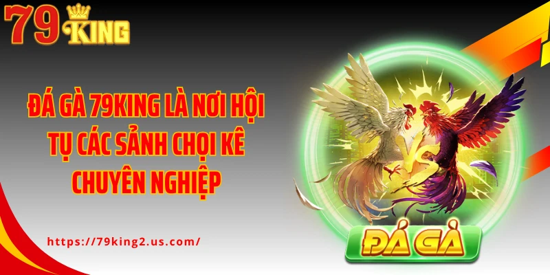 Đá gà 79King là nơi hội tụ các sảnh chọi kê chuyên nghiệp